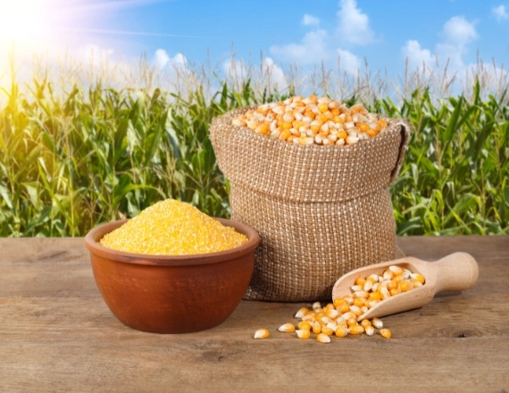 Yellow Maize Manufacturers in Chennai